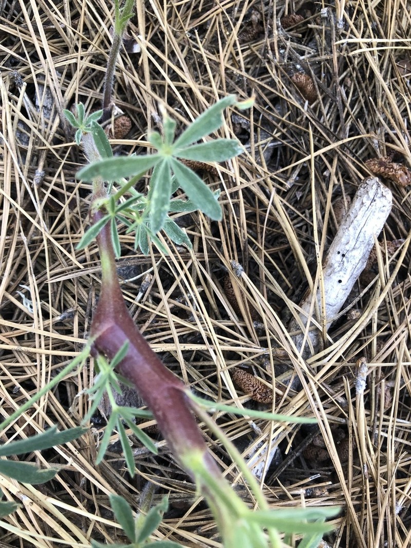 San Jacinto Lupine photo 2