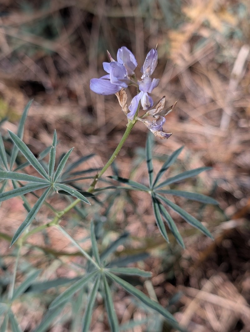 San Jacinto Lupine photo 3