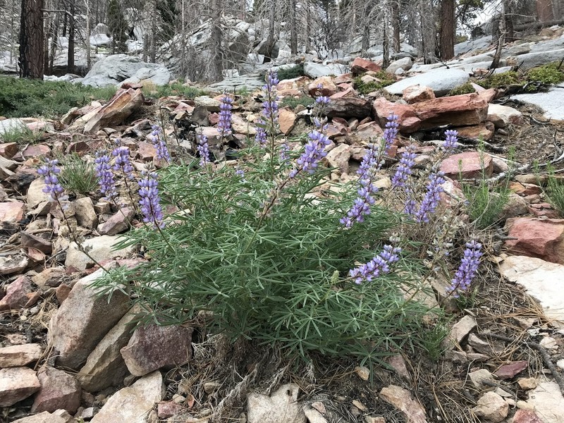 San Jacinto Lupine photo 4