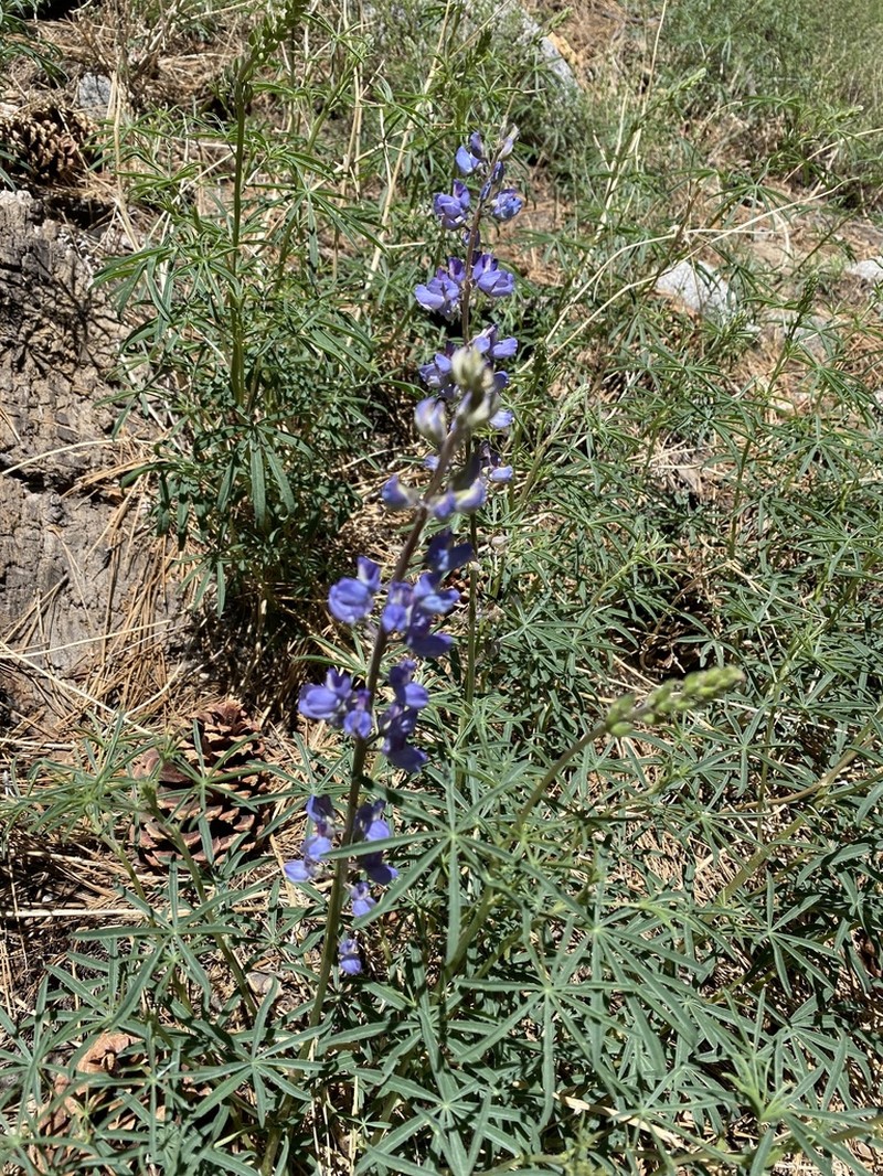 San Jacinto Lupine photo 5