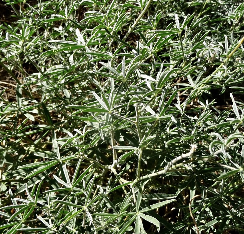 San Jacinto Lupine photo 6