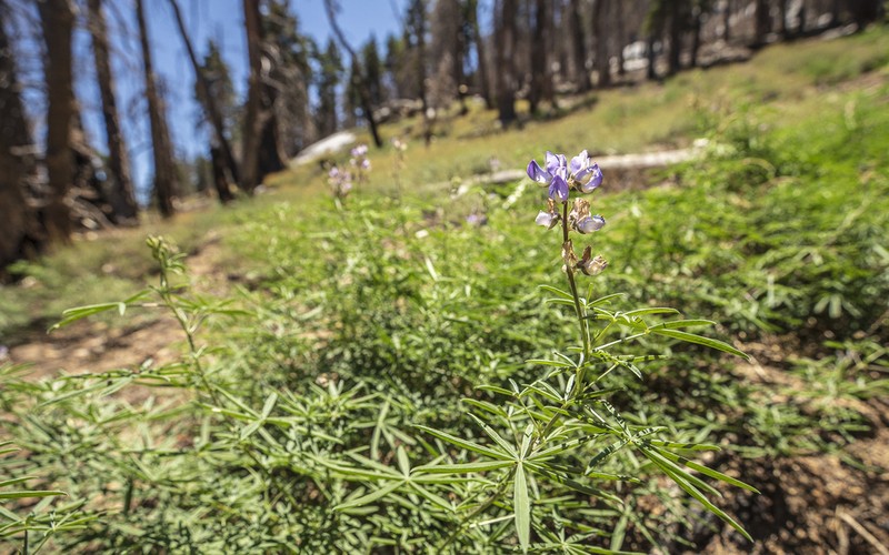 San Jacinto Lupine photo 7