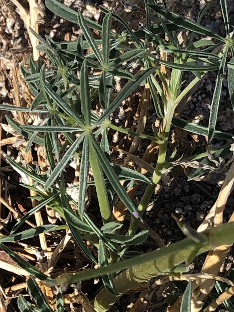 San Jacinto Lupine photo 8