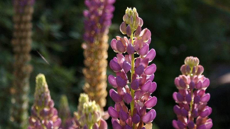 hybrid lupine