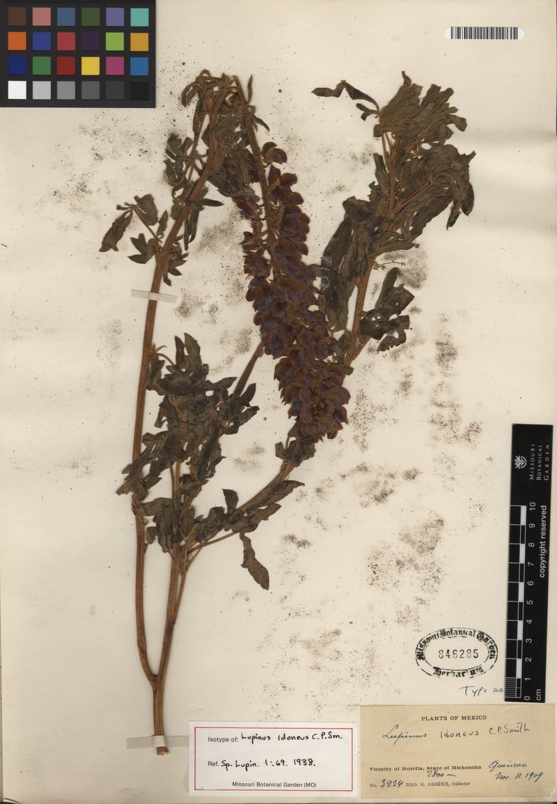 Lupinus idoneus