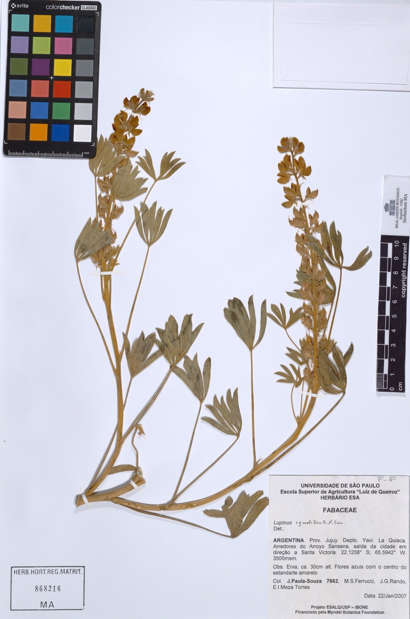 Lupinus ignobilis