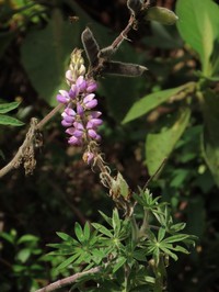 Lupinus interruptus