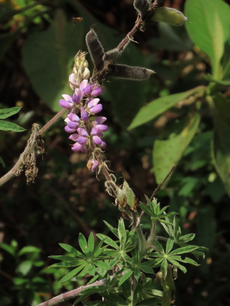 Lupinus interruptus