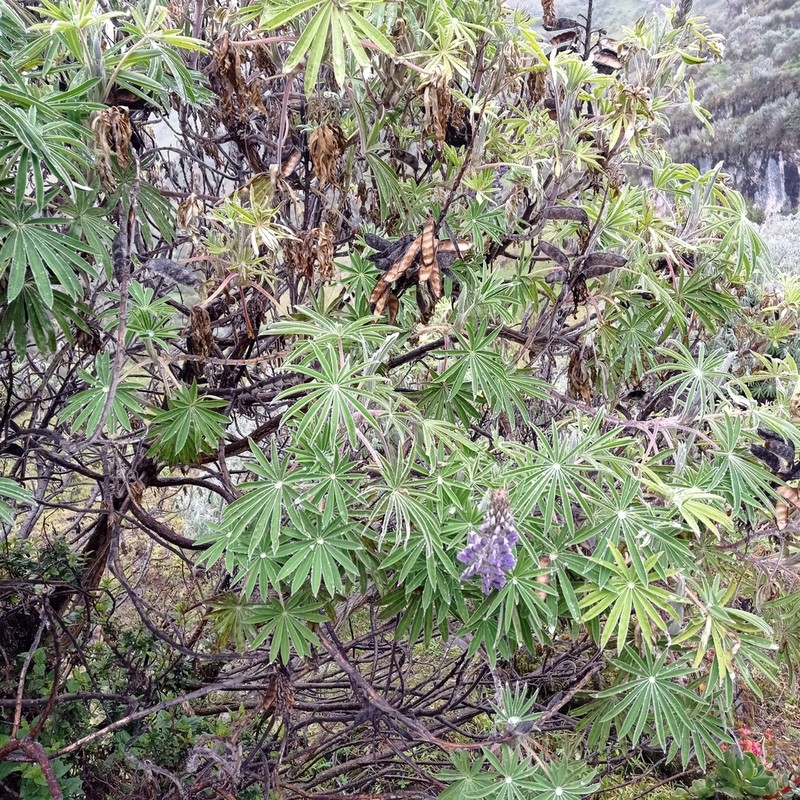 Lupinus interruptus photo 2
