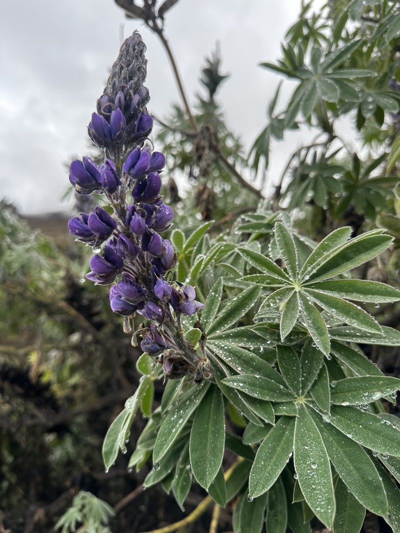 Lupinus interruptus photo 3