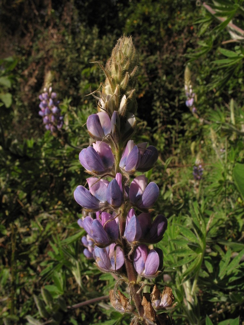 Lupinus interruptus photo 4