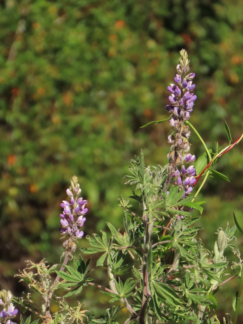 Lupinus interruptus photo 5