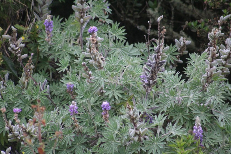 Lupinus interruptus photo 6