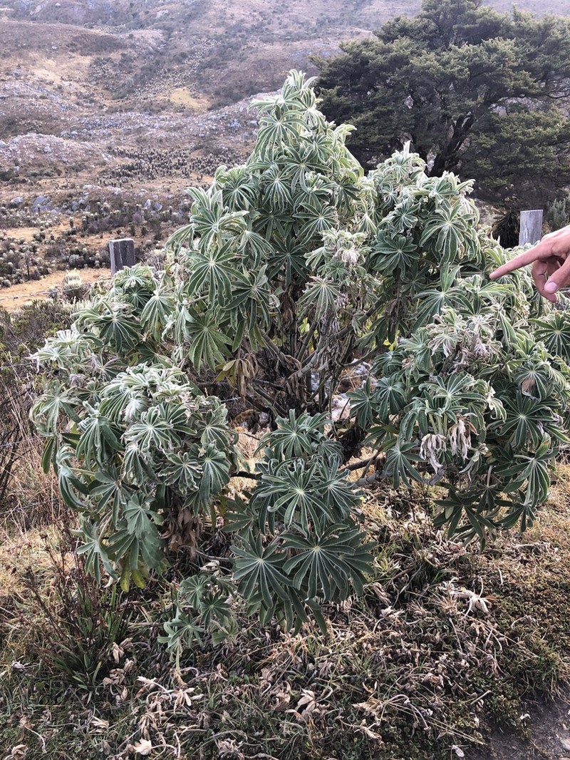 Lupinus interruptus photo 7