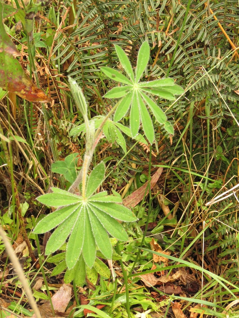 Lupinus interruptus photo 8