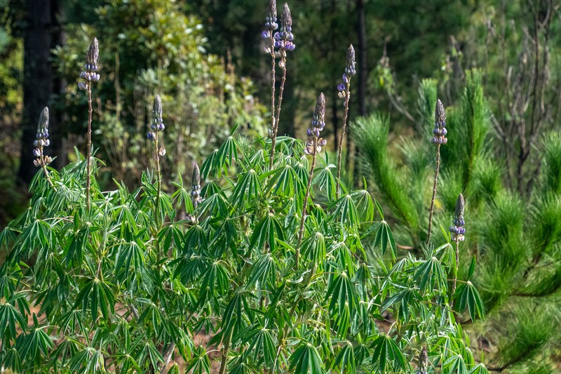 Lupinus jaimehintonianus photo 2