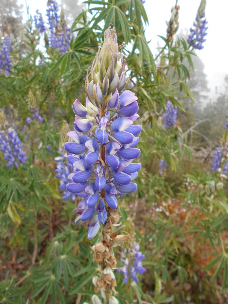 Lupinus jaimehintonianus photo 5