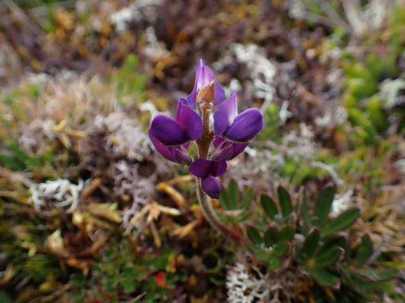 Lupinus jamesonianus