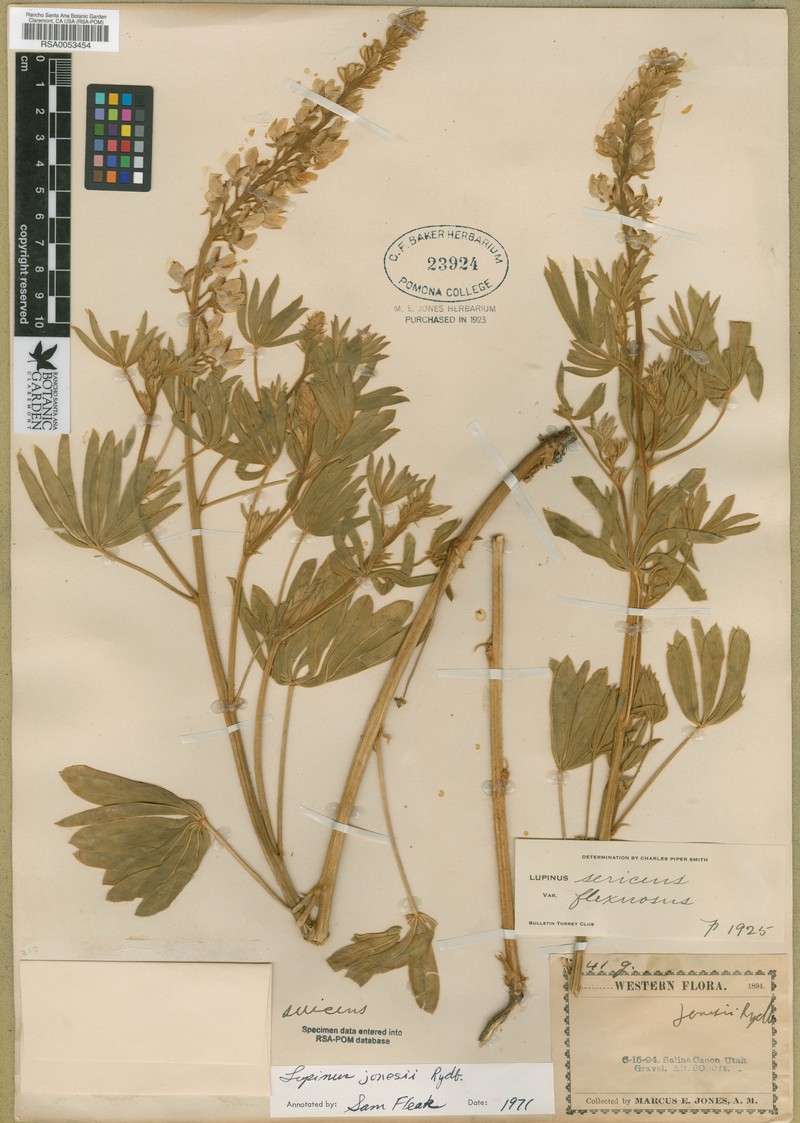 Jones' Lupine photo 3