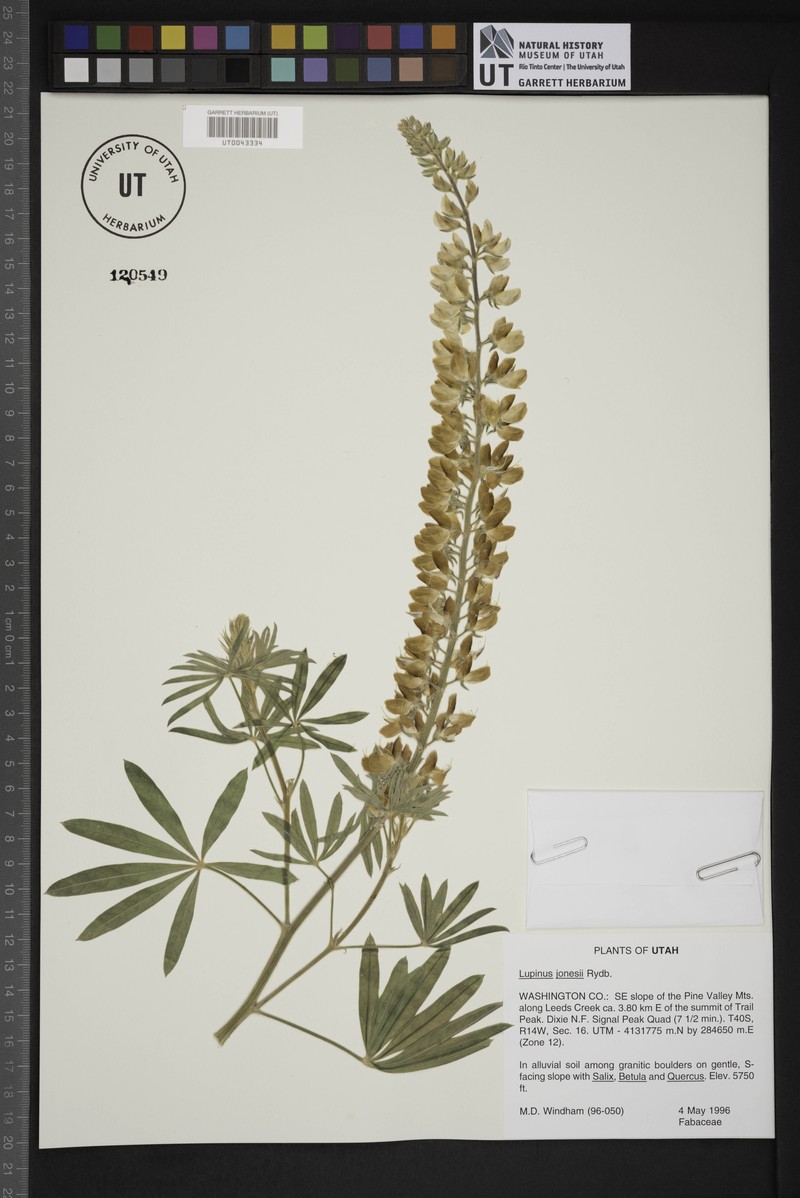 Jones' Lupine photo 4