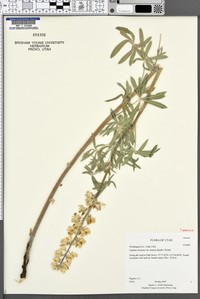 Jones' Lupine