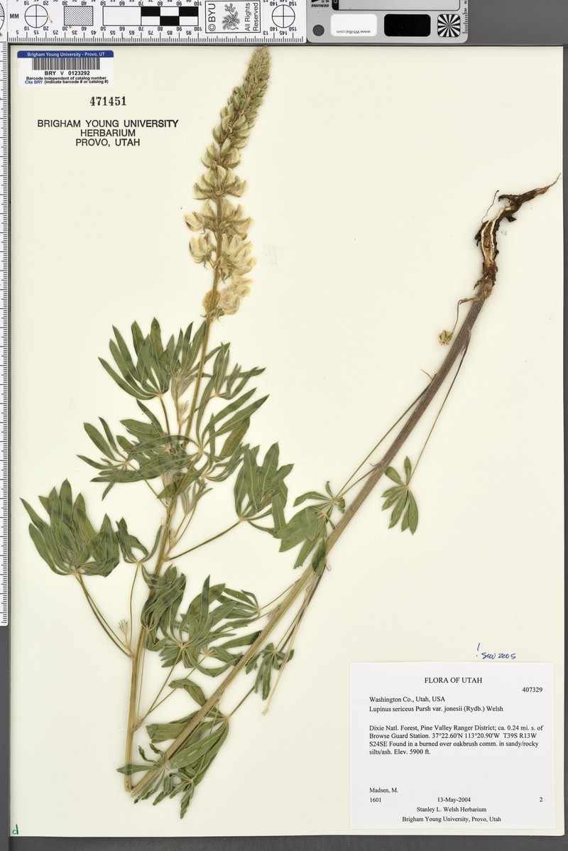 Jones' Lupine photo 2