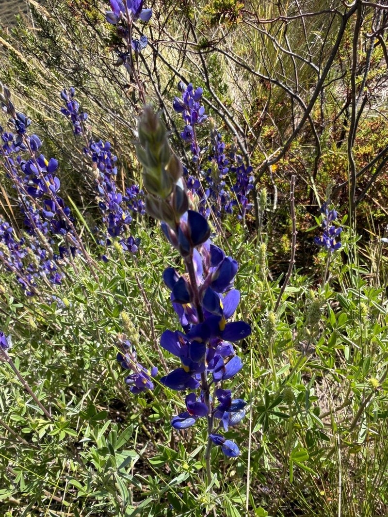 Lupinus juninensis