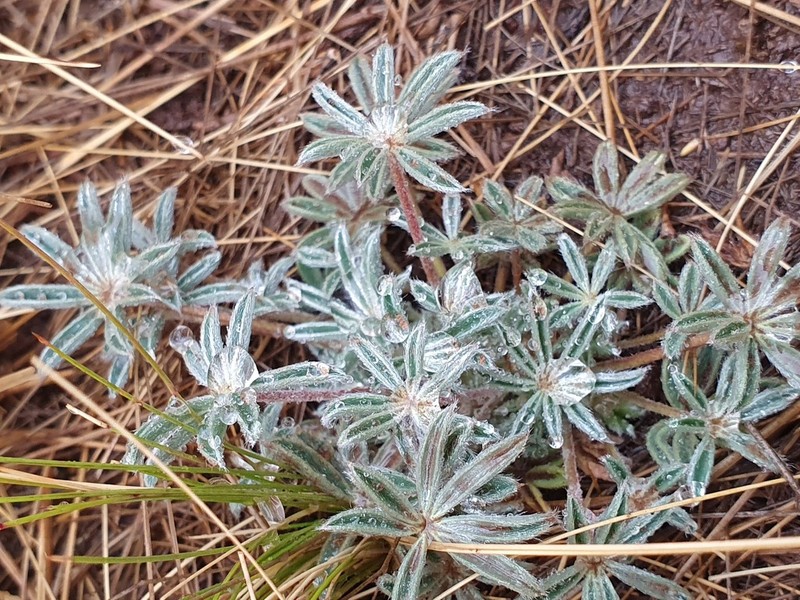 Lupinus kalenbornorum