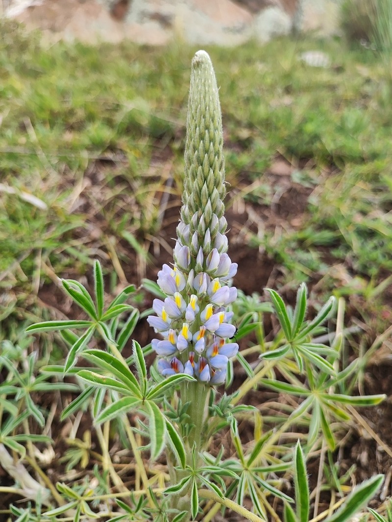 Lupinus kalenbornorum photo 2