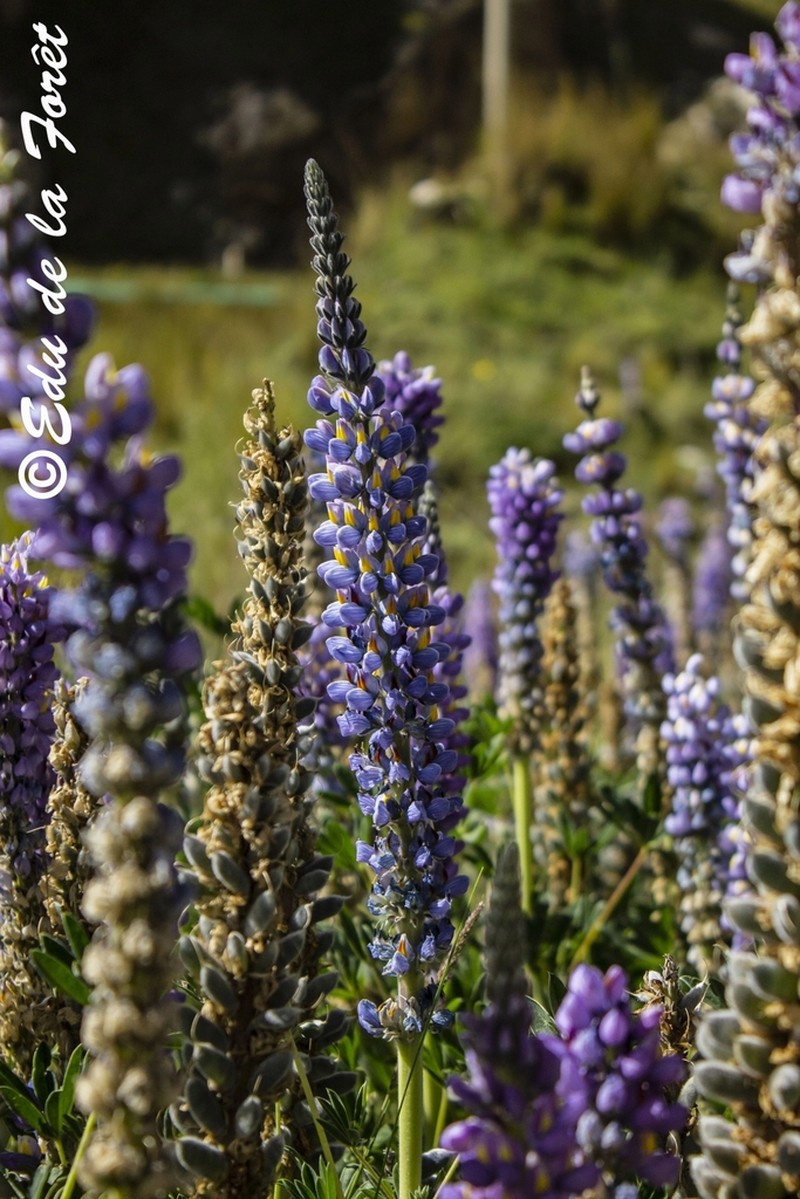 Lupinus kalenbornorum photo 3