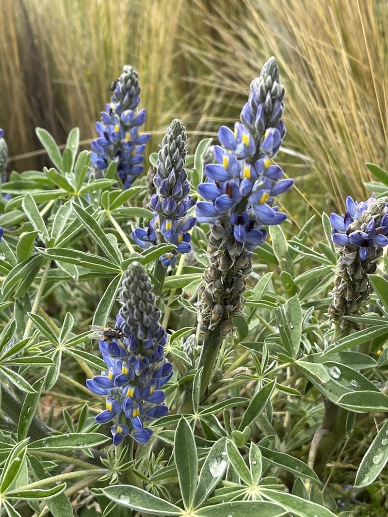 Lupinus kalenbornorum photo 4