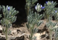 King's Lupine