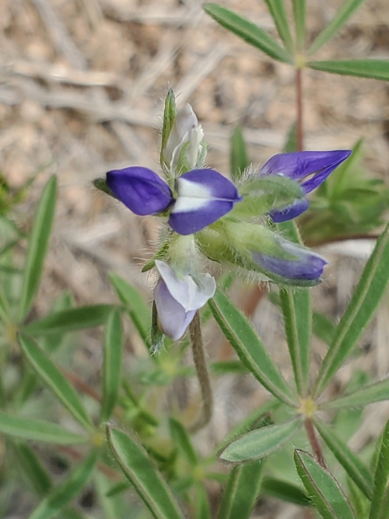 King's Lupine photo 2