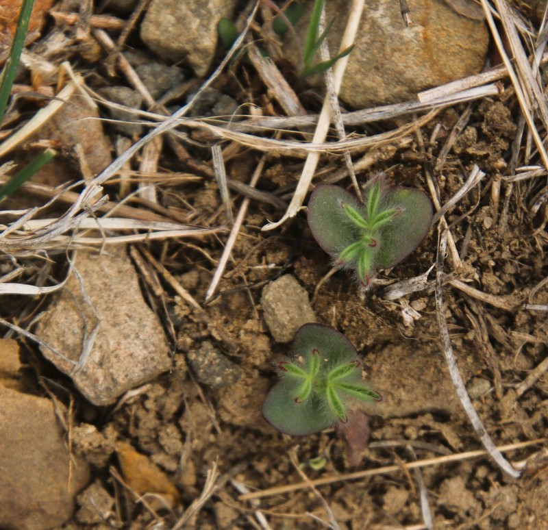 King's Lupine photo 3