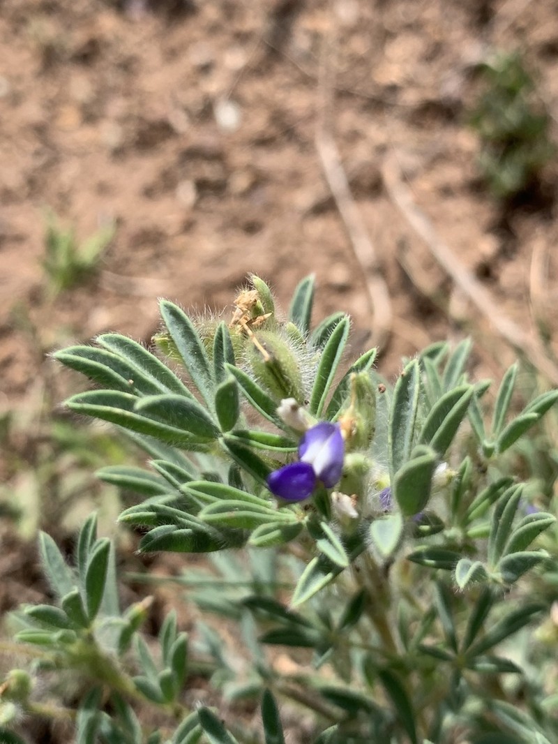 King's Lupine photo 4