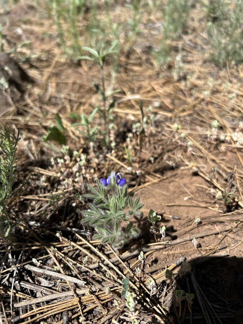 King's Lupine photo 5