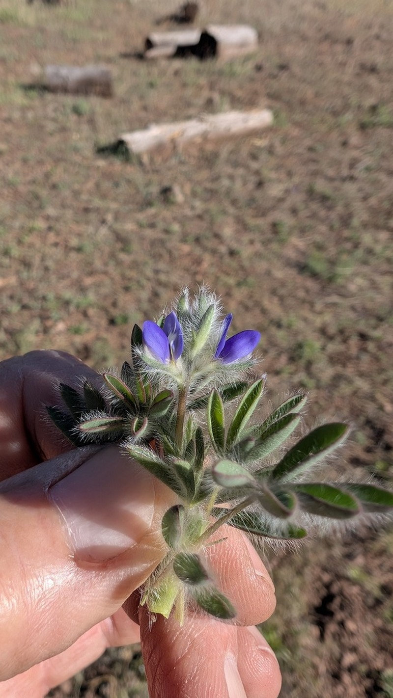 King's Lupine photo 6
