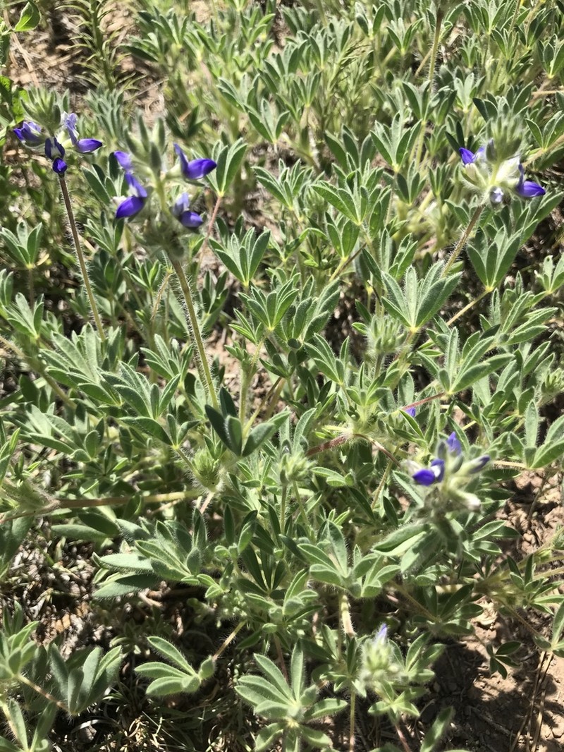 King's Lupine photo 7