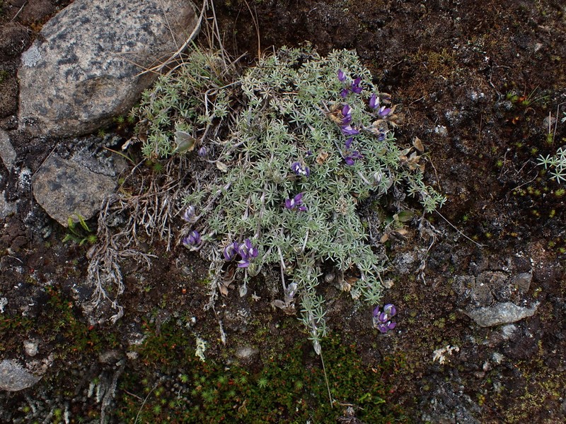 Lupinus kunthii