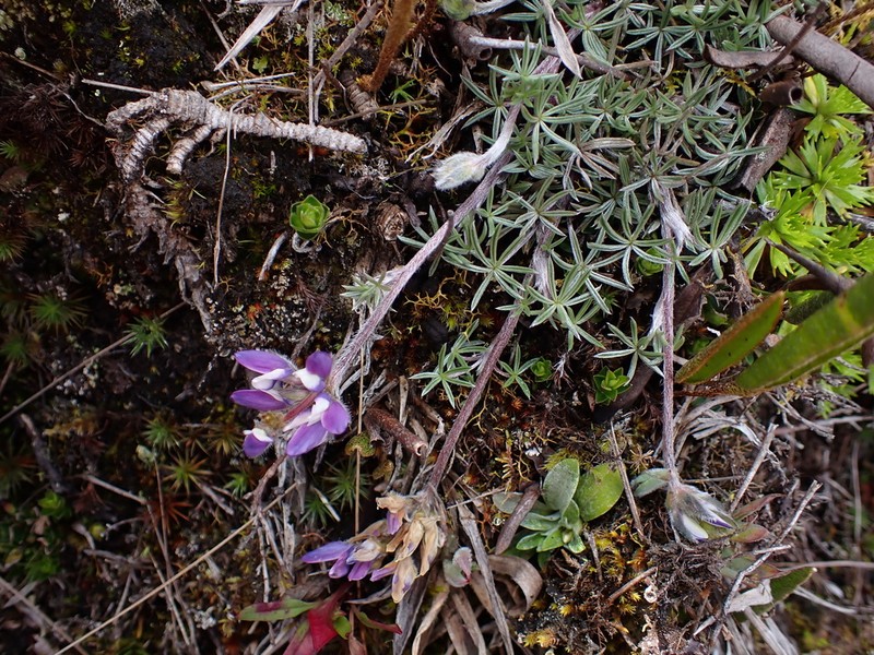 Lupinus kunthii photo 2