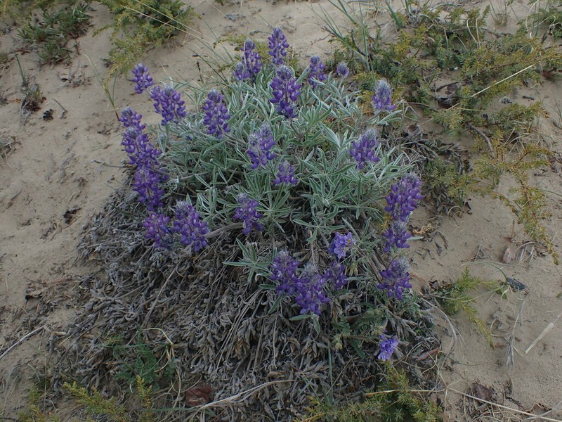 Yukon Lupine