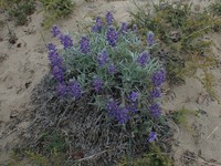 Yukon Lupine