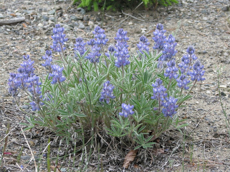 Yukon Lupine photo 3