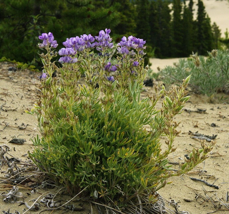 Yukon Lupine photo 4
