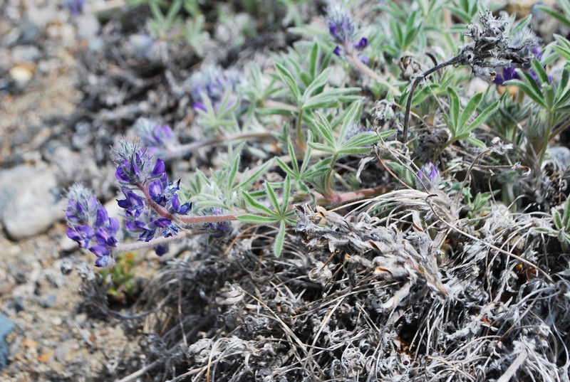 Yukon Lupine photo 5