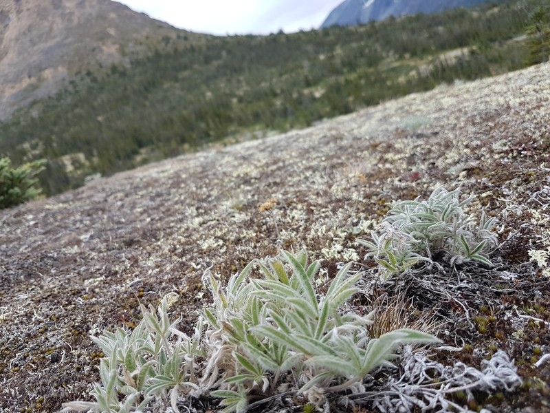 Yukon Lupine photo 8
