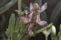 Lupinus lanatus