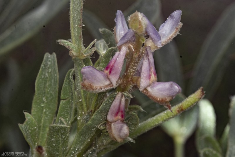 Lupinus lanatus