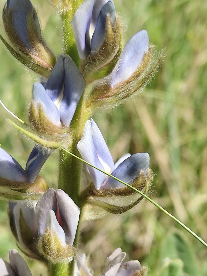 Lupinus lanatus photo 2