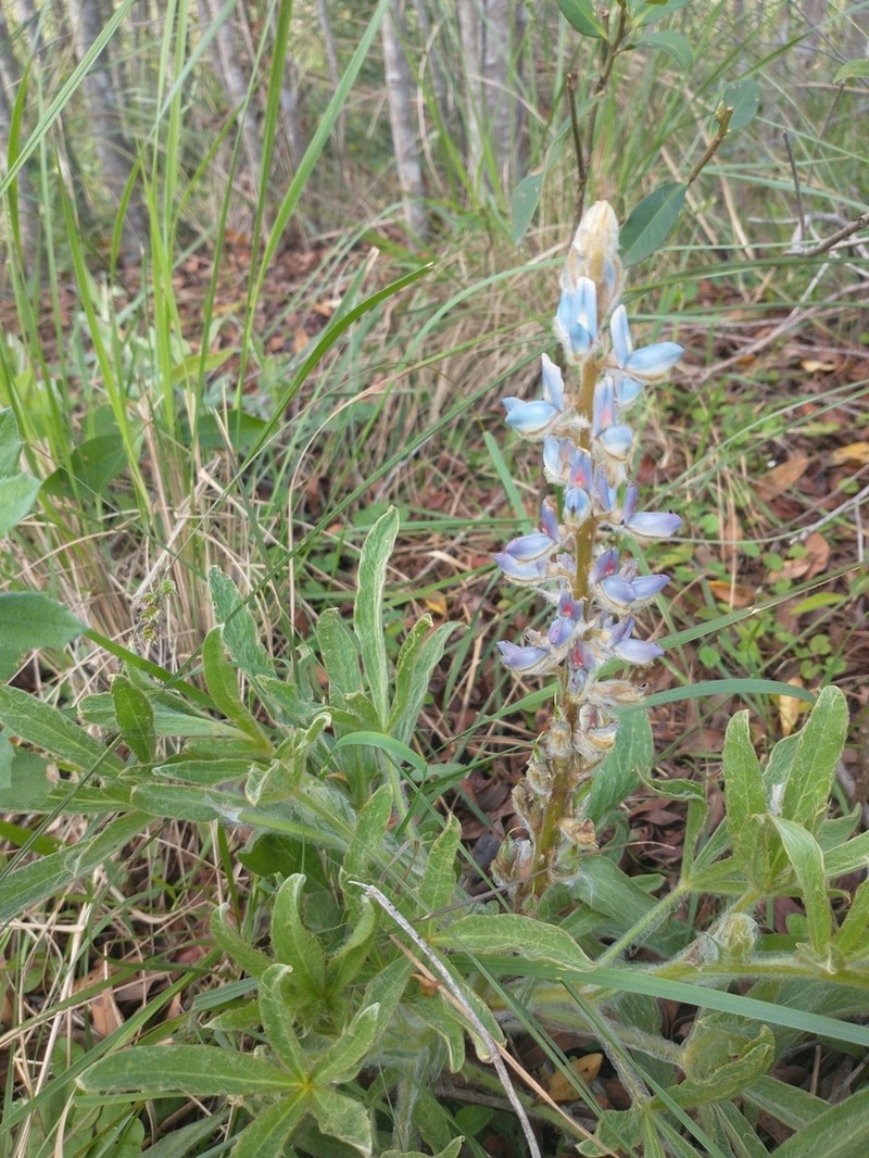 Lupinus lanatus photo 3